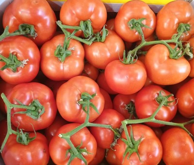 Foto Pomodoro Grappolo Origine Albania Marchio Hazizi Farm 2